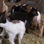 SONY DSC Goat kids