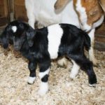 SONY DSC Gorgeous Boer goat kid