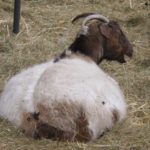 SONY DSC Cashmere Boer cross doe