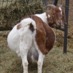 SONY DSC Boer Doe with great body capacity!