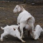 SONY DSC Trying to feed triplets...