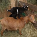 SONY DSC Balancing on mom!