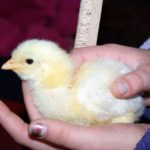 SONY DSC White Leghorn