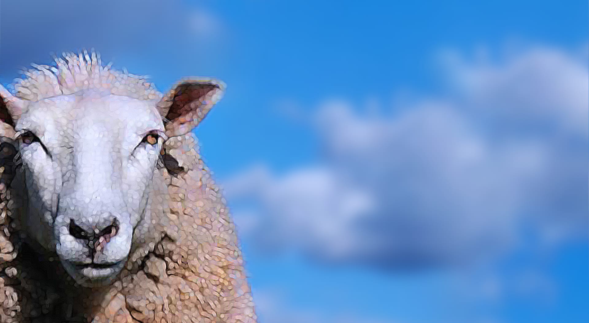 sheep agains blue sky
