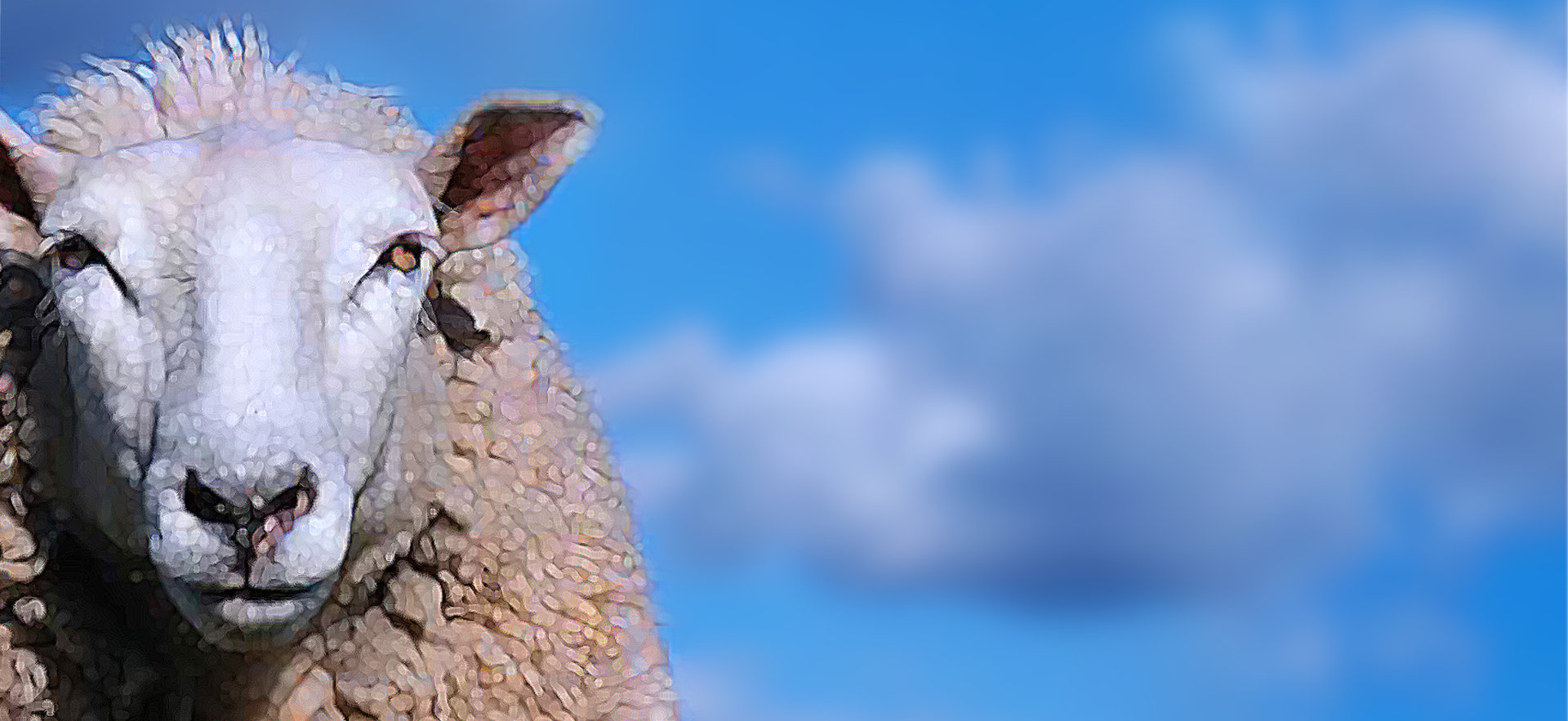 sheep face against blue sky