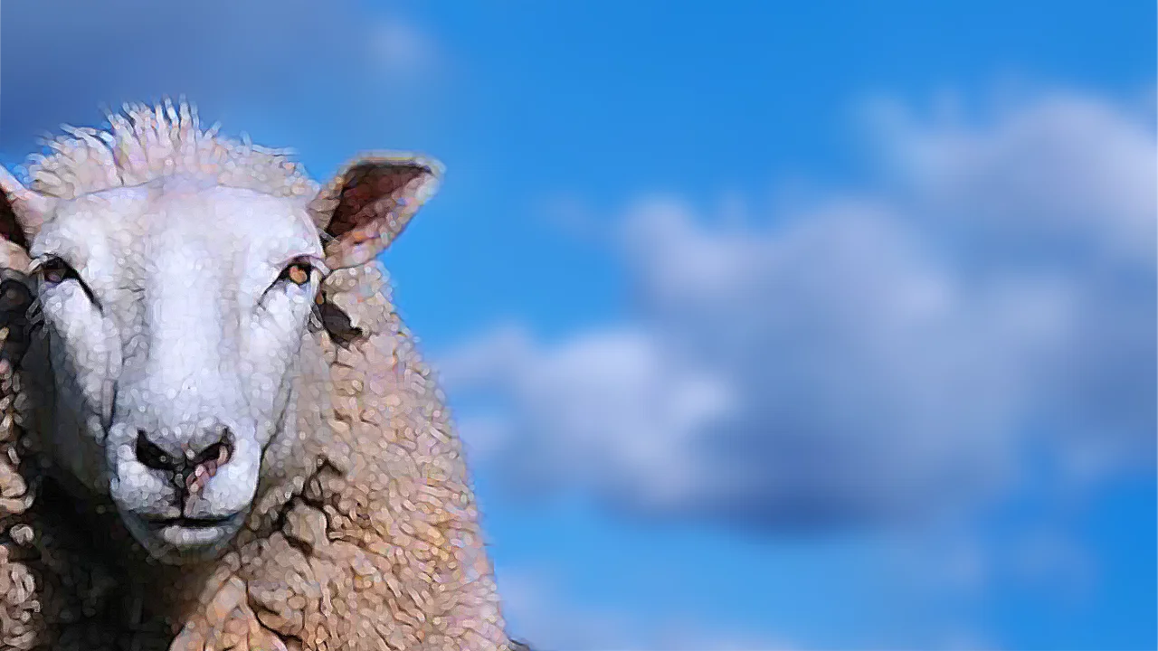 sheep face against blue sky